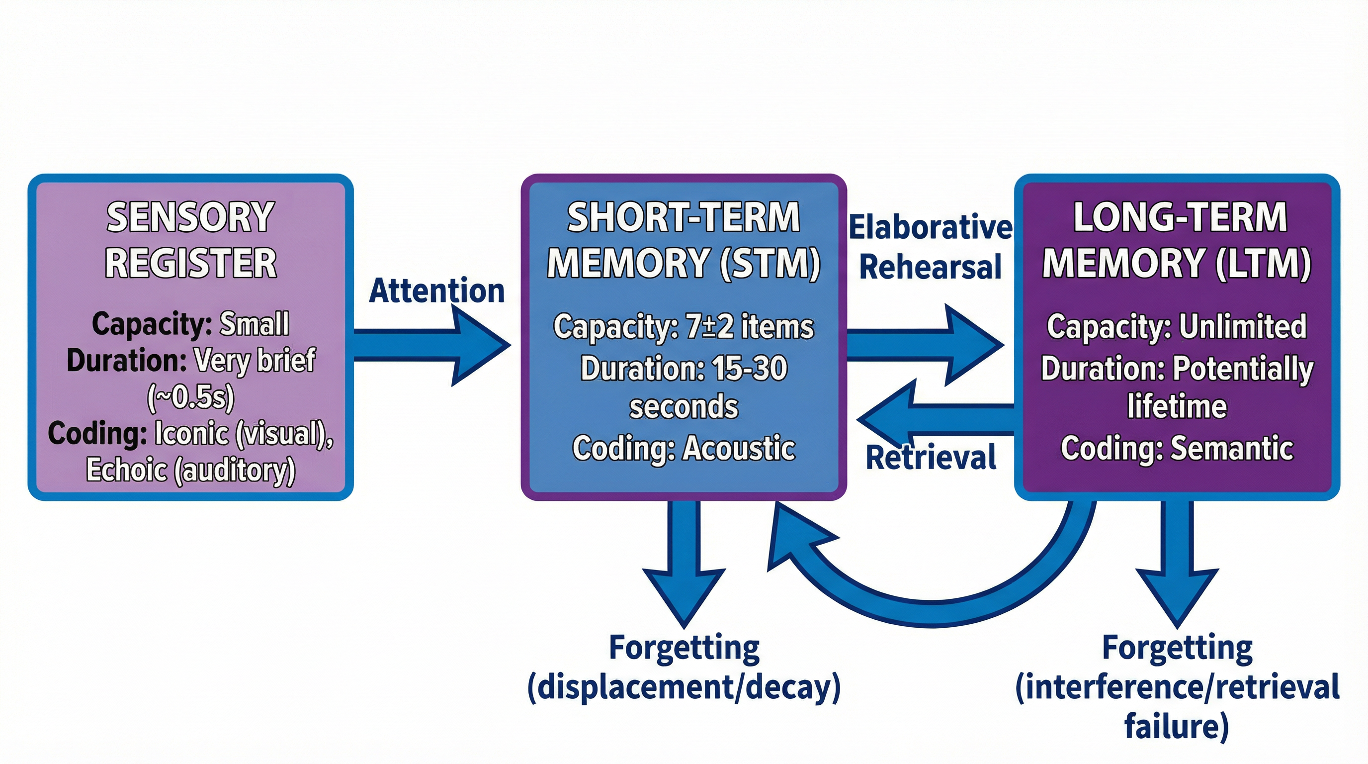 Memory – Psychology – GCSE