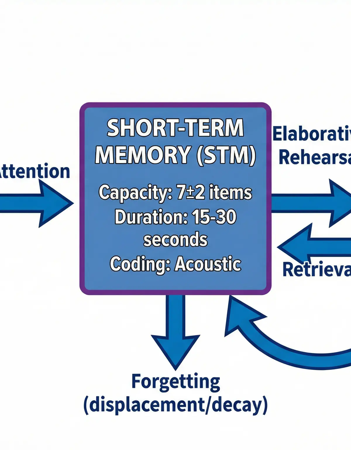 Memory โ Psychology โ GCSE