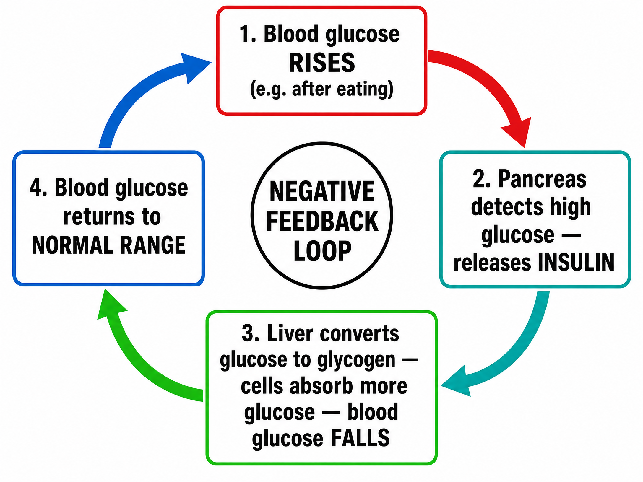 The negative feedback loop controlling blood glucose