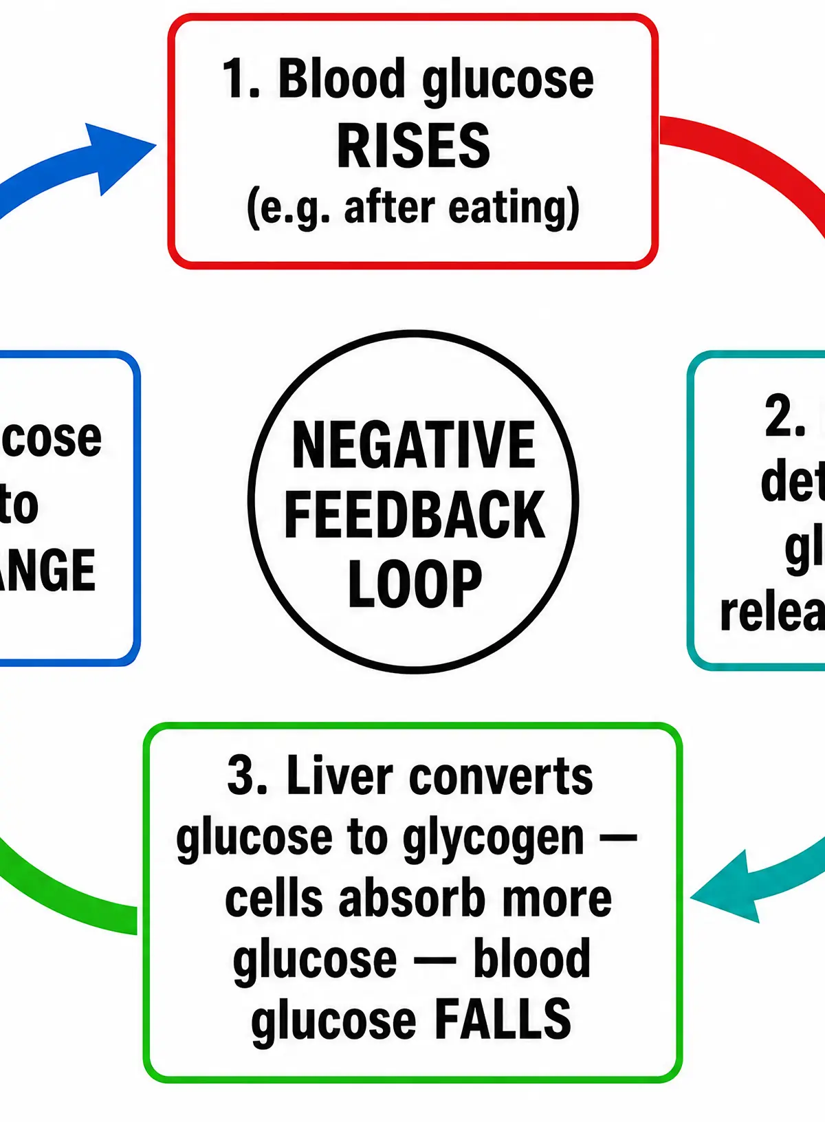 The negative feedback loop controlling blood glucose