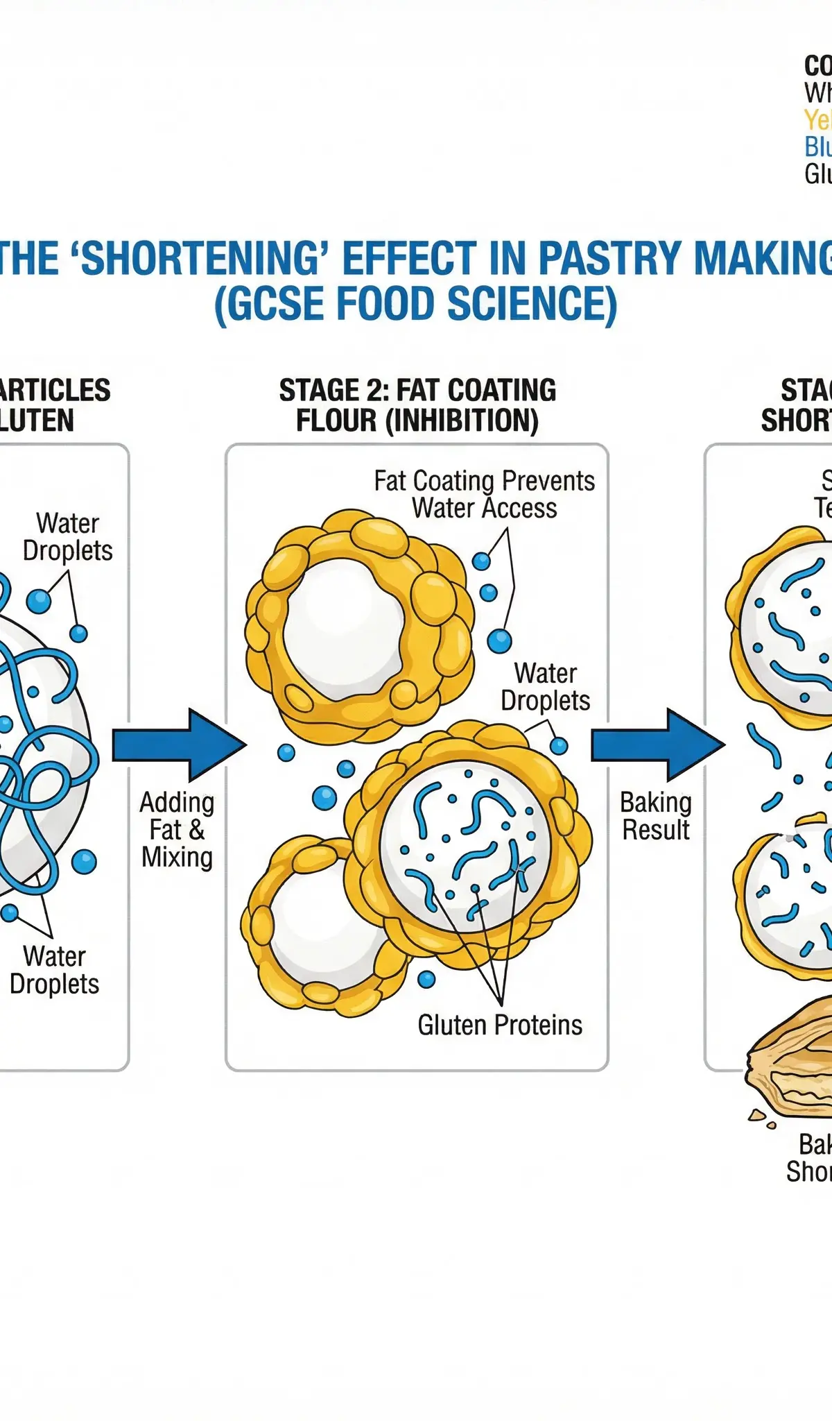 The Shortening Effect: How Fat Inhibits Gluten Development