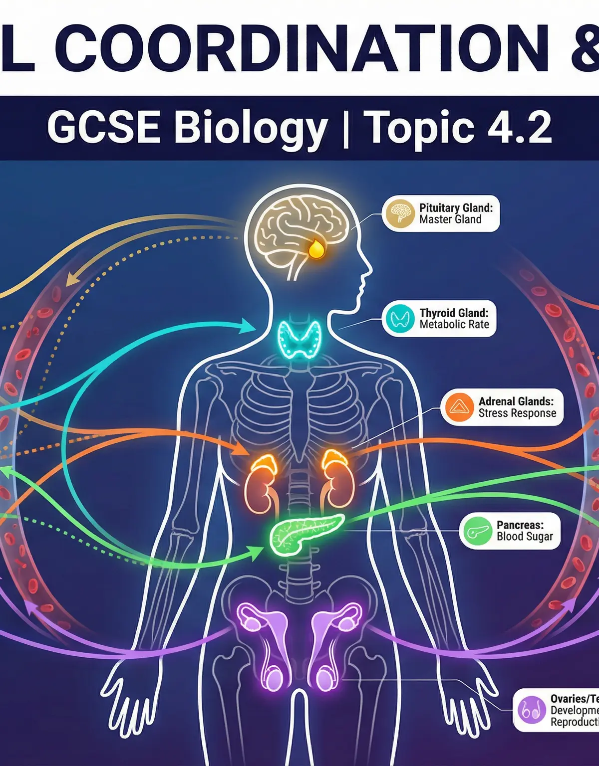 Header image for Hormonal Coordination and Control