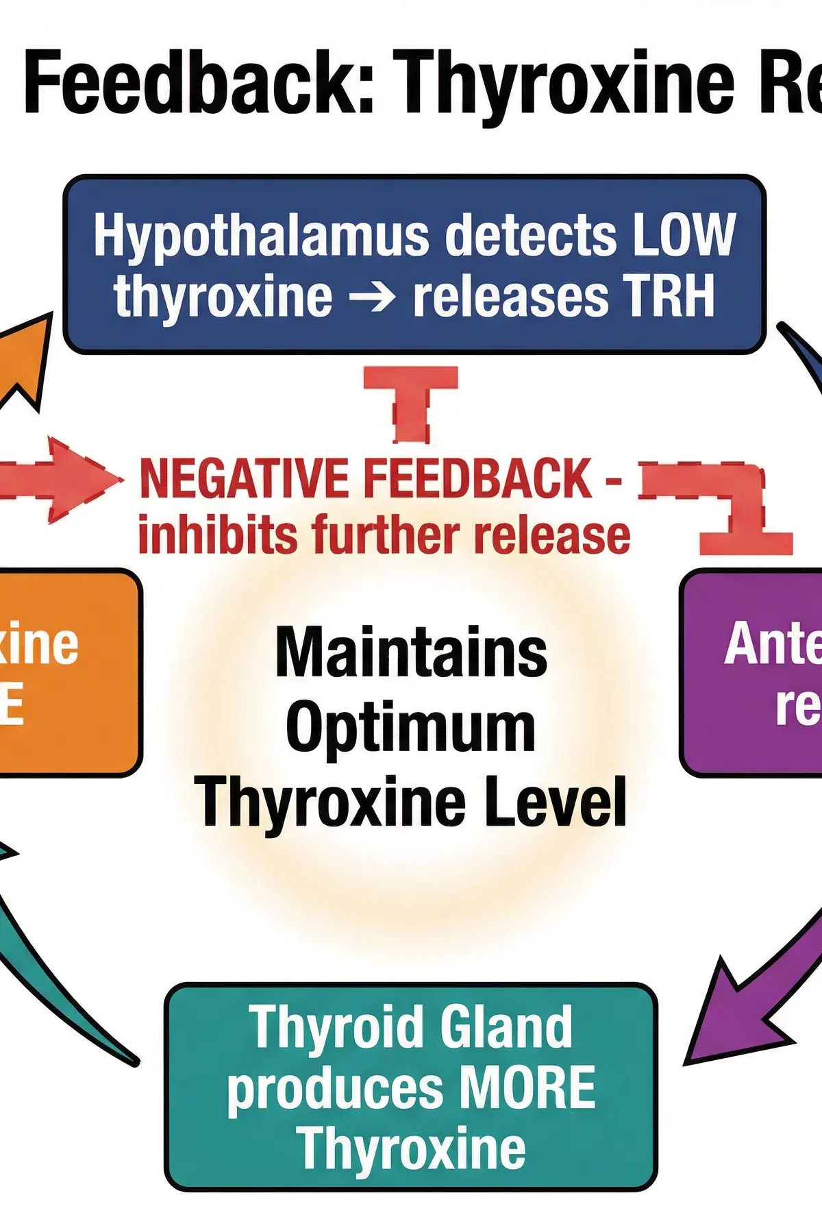 Negative Feedback: Thyroxine Regulation