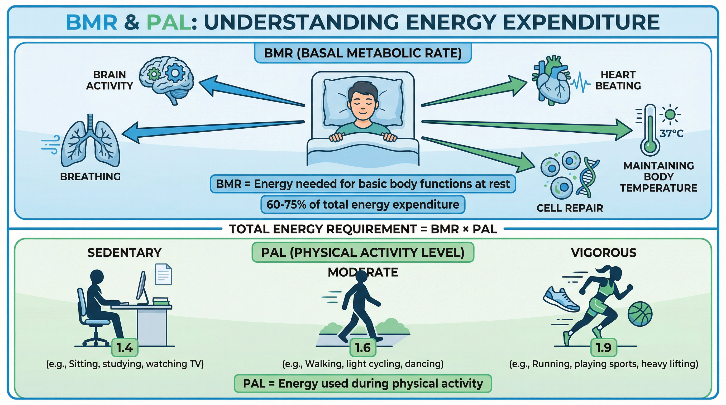 Energy balance and its relationship to weight management. – Food Preparation and Nutrition – GCSE