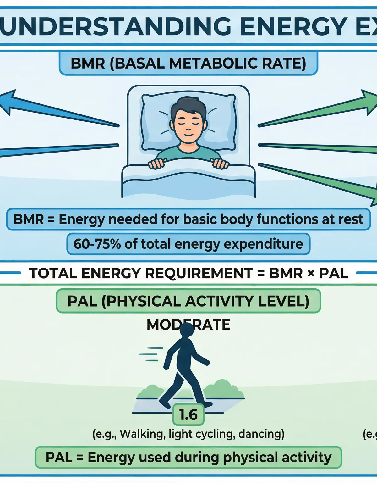 Energy balance and its relationship to weight management. โ Food Preparation and Nutrition โ GCSE