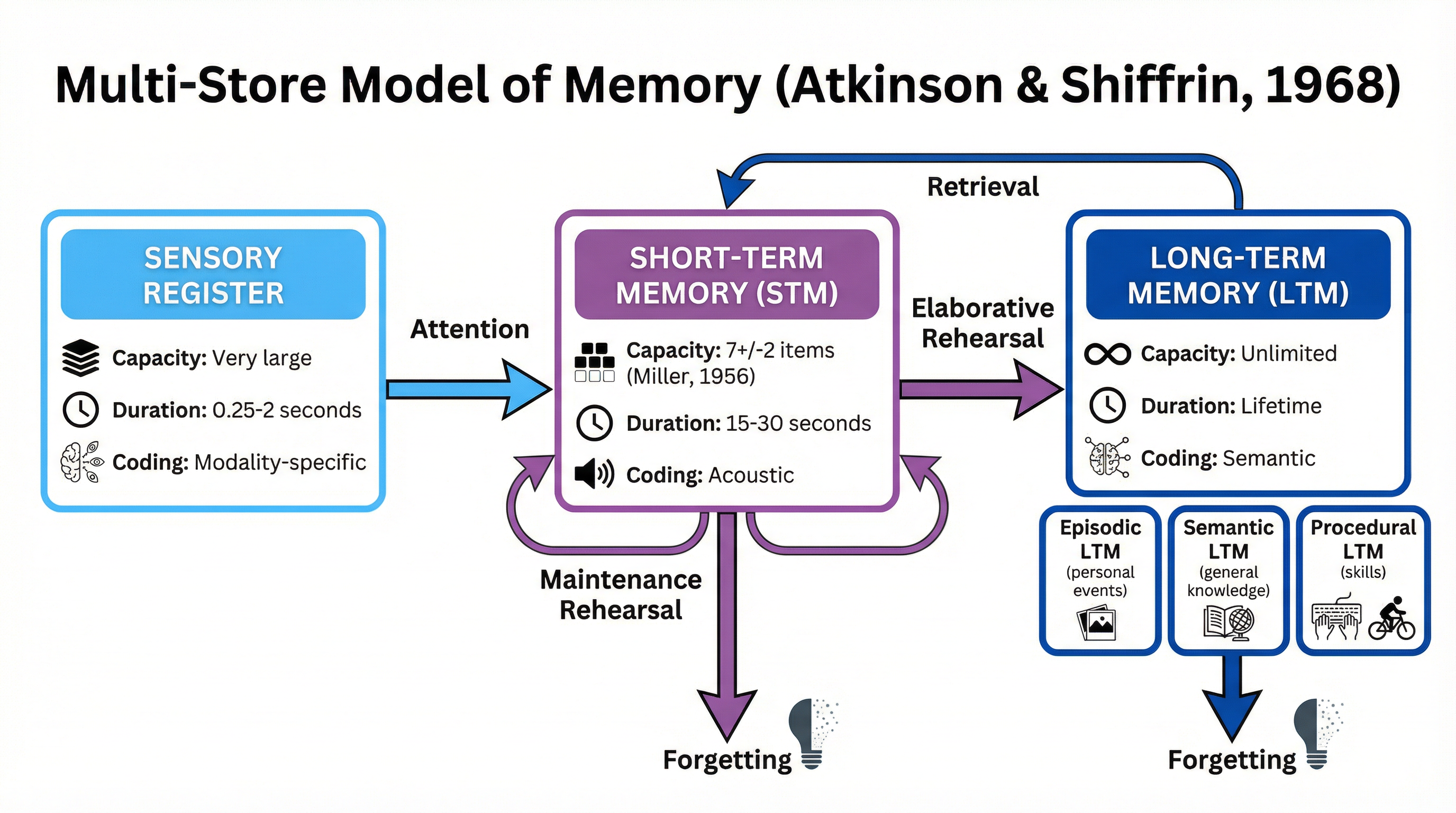 The Multi-Store Model (Atkinson & Shiffrin, 1968)