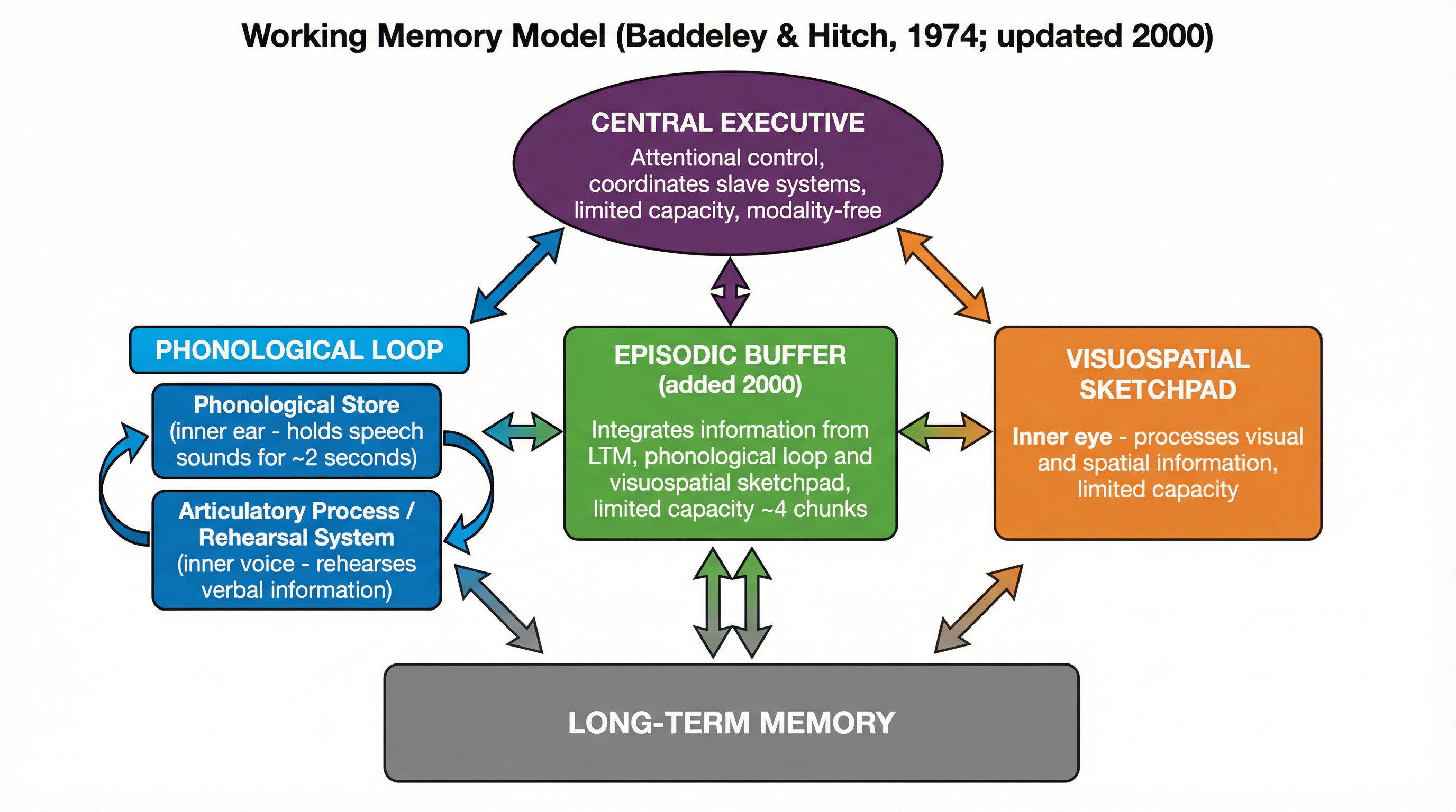 The Working Memory Model (Baddeley & Hitch, 1974)