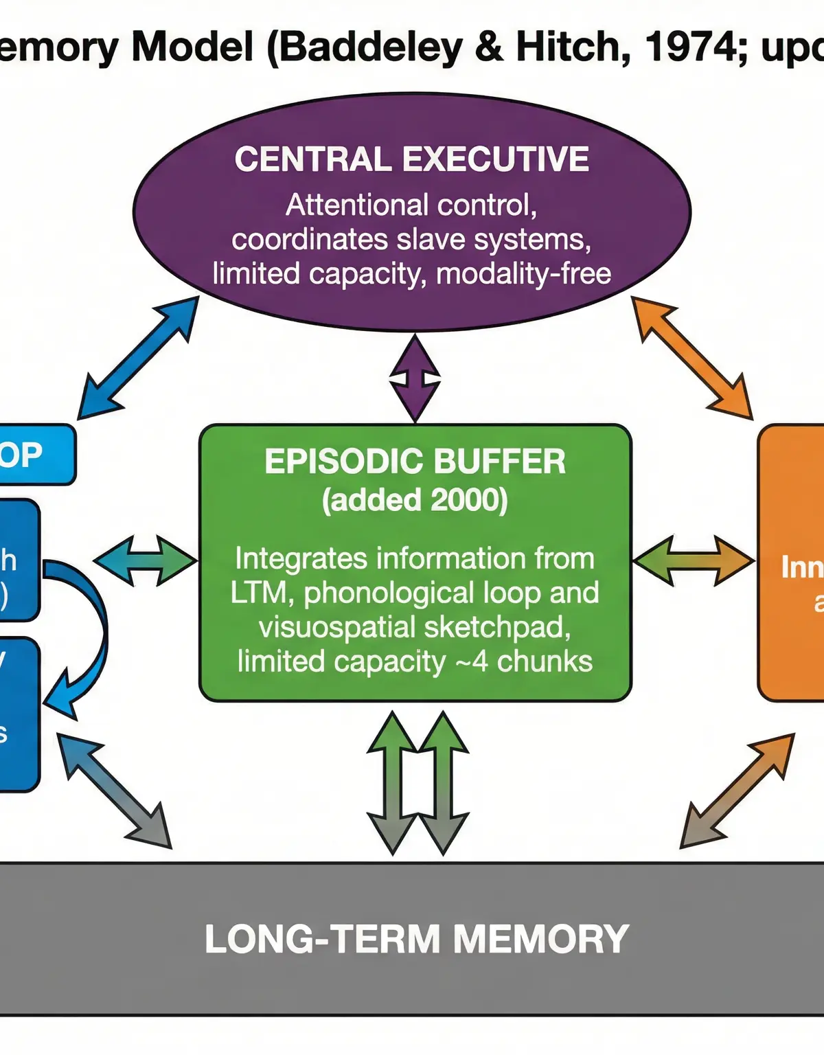 The Working Memory Model (Baddeley & Hitch, 1974)