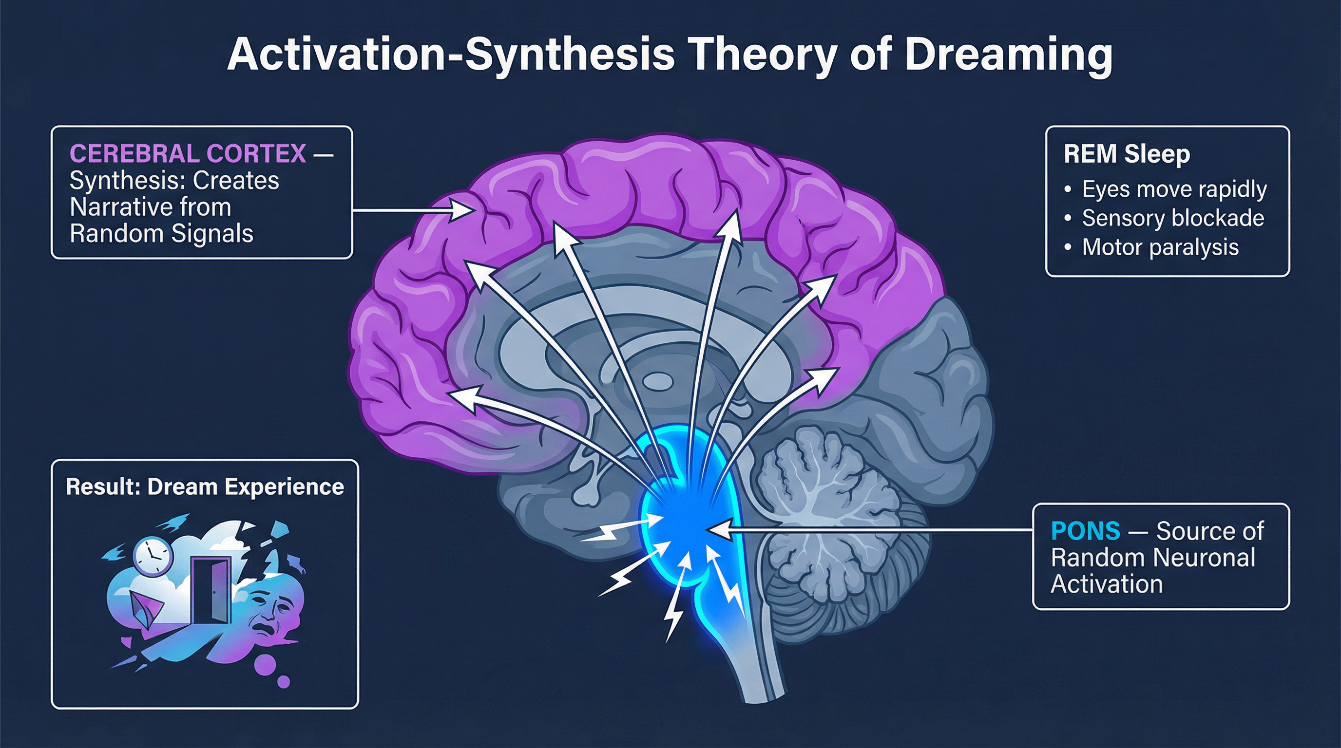 Theories of Dreaming – Psychology – GCSE