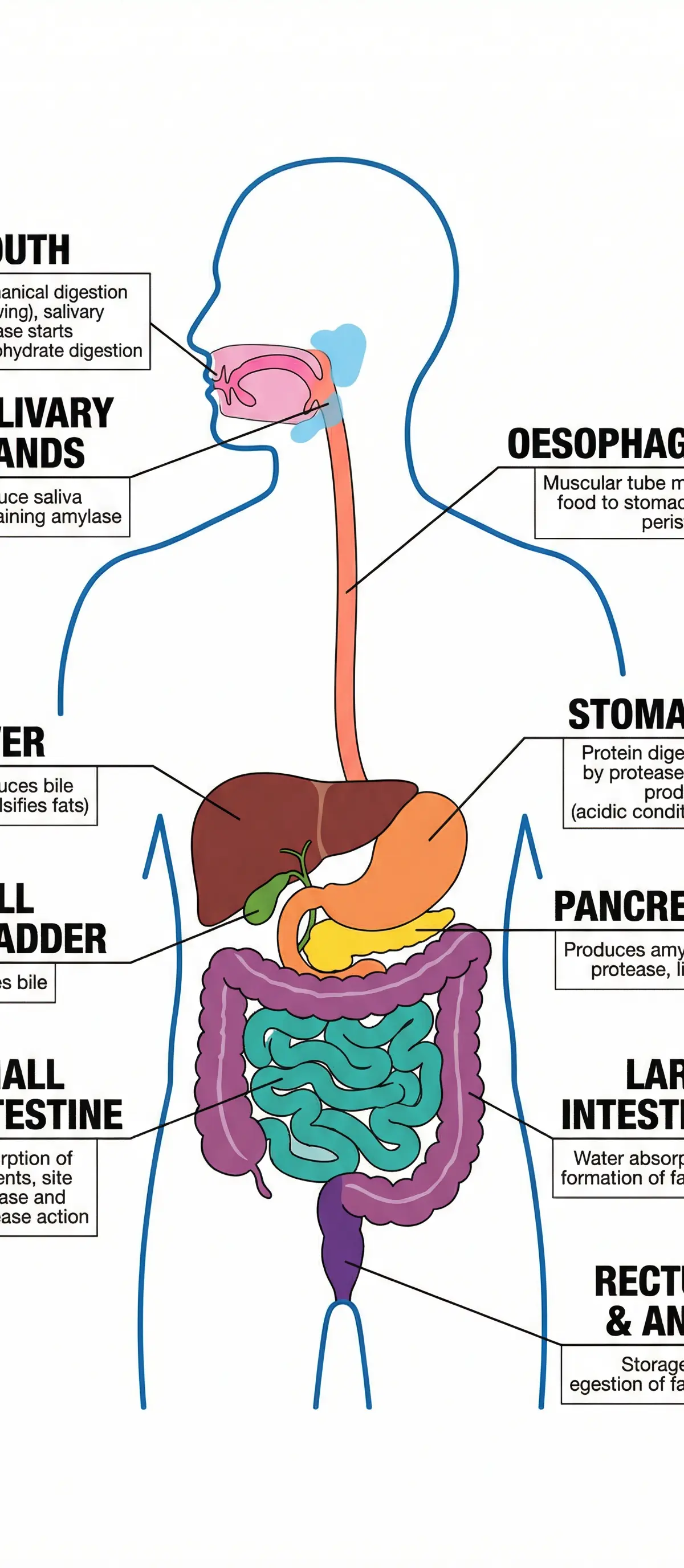 The human digestive system: organs and their key functions