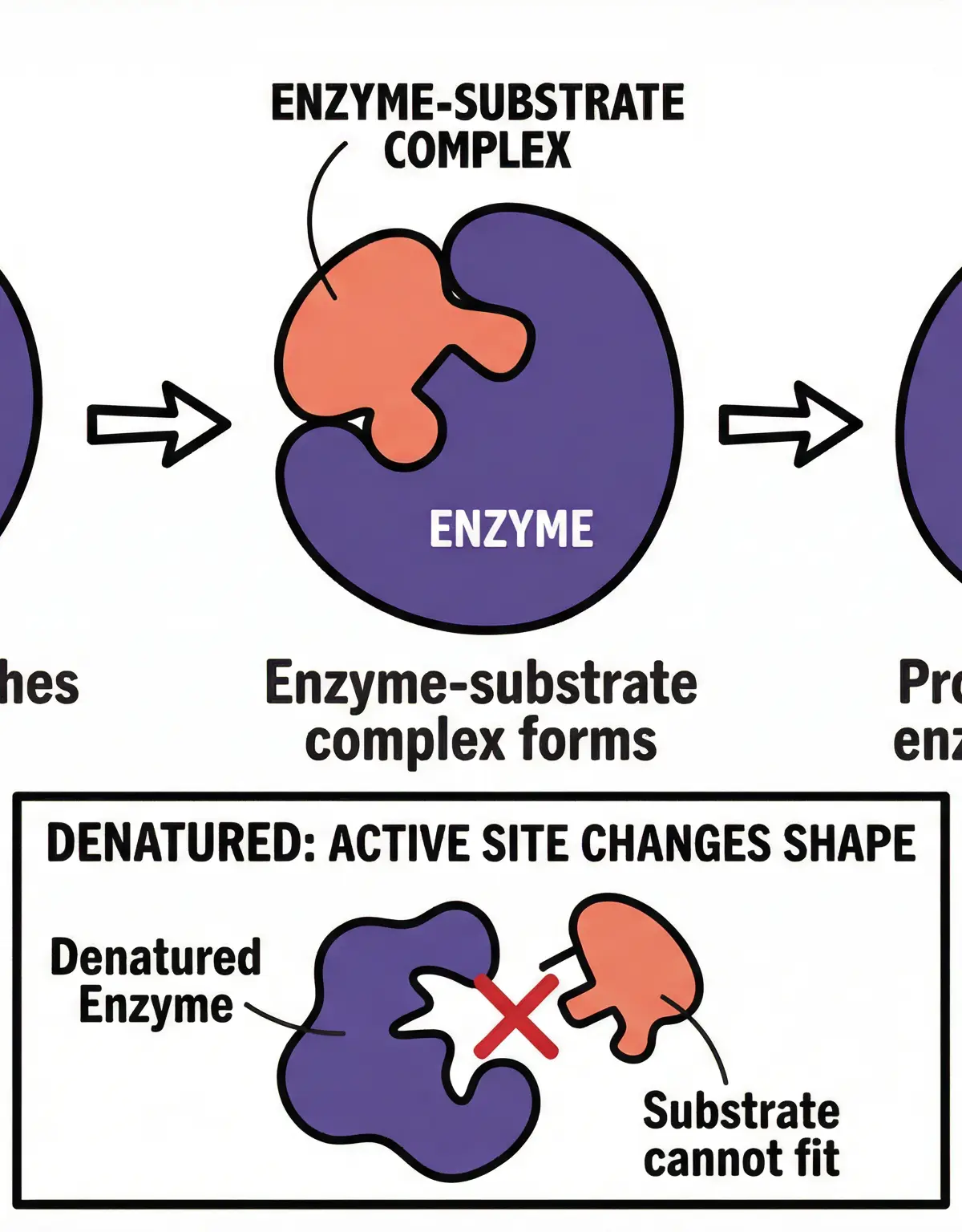 The lock and key model of enzyme action, including denaturation