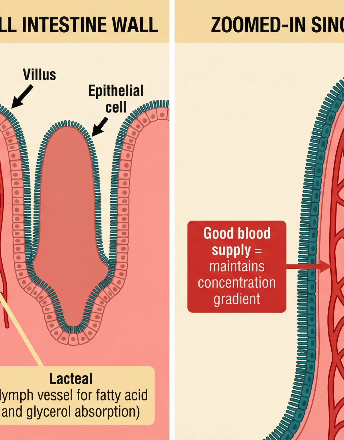 Villi structure and adaptations for efficient nutrient absorption