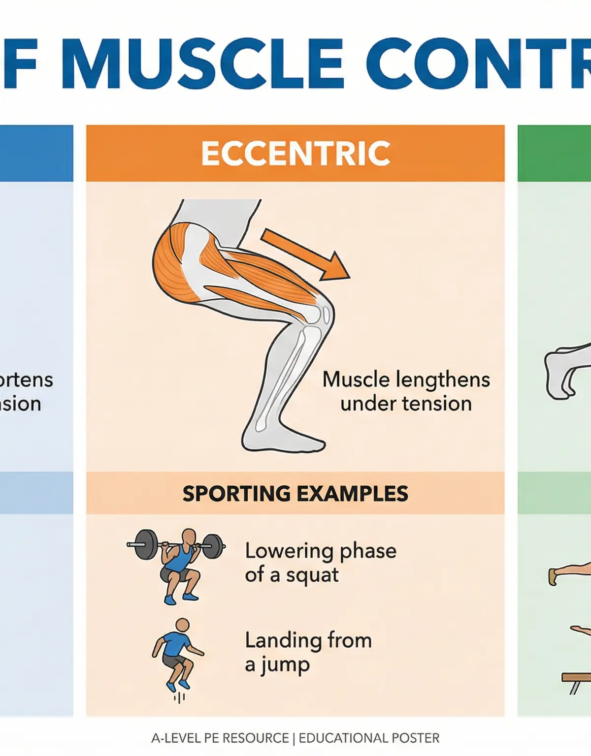 Types of Muscle Contraction