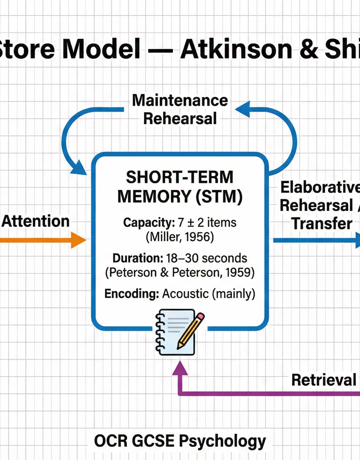 The flow of information through the three stores of the Multi-Store Model.