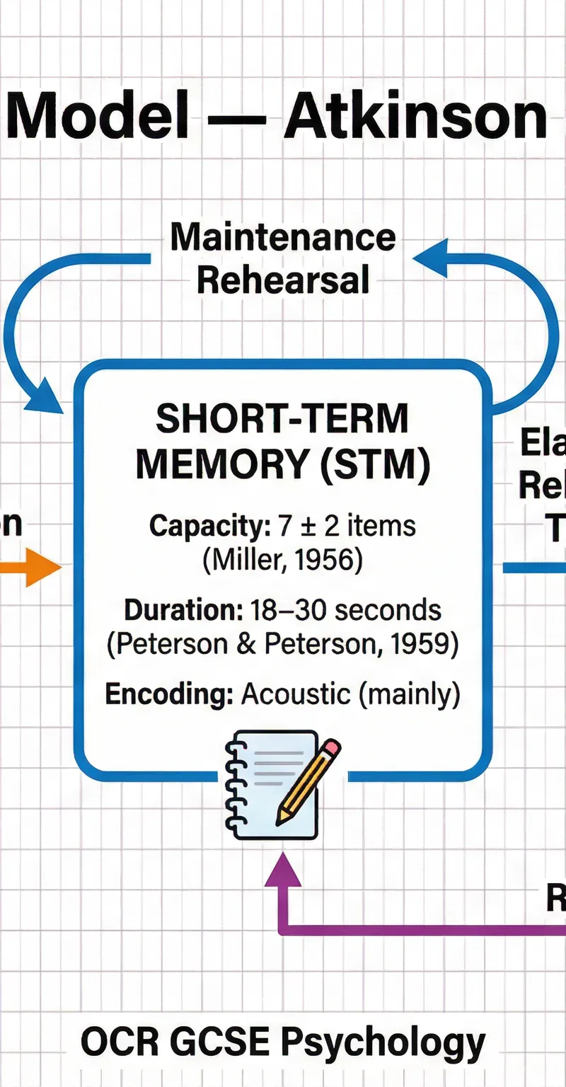 The flow of information through the three stores of the Multi-Store Model.