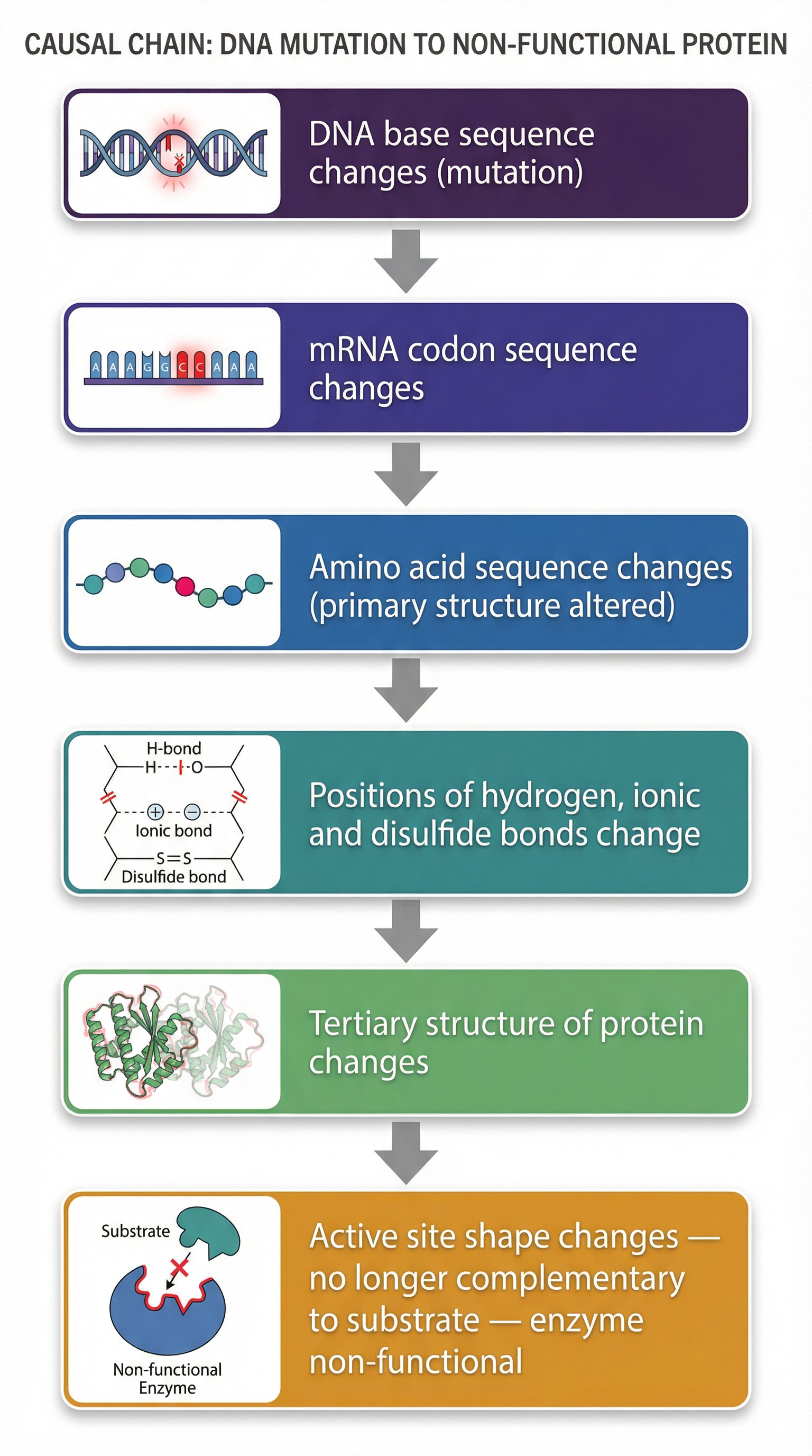 The step-by-step process from a gene mutation to a non-functional enzyme.