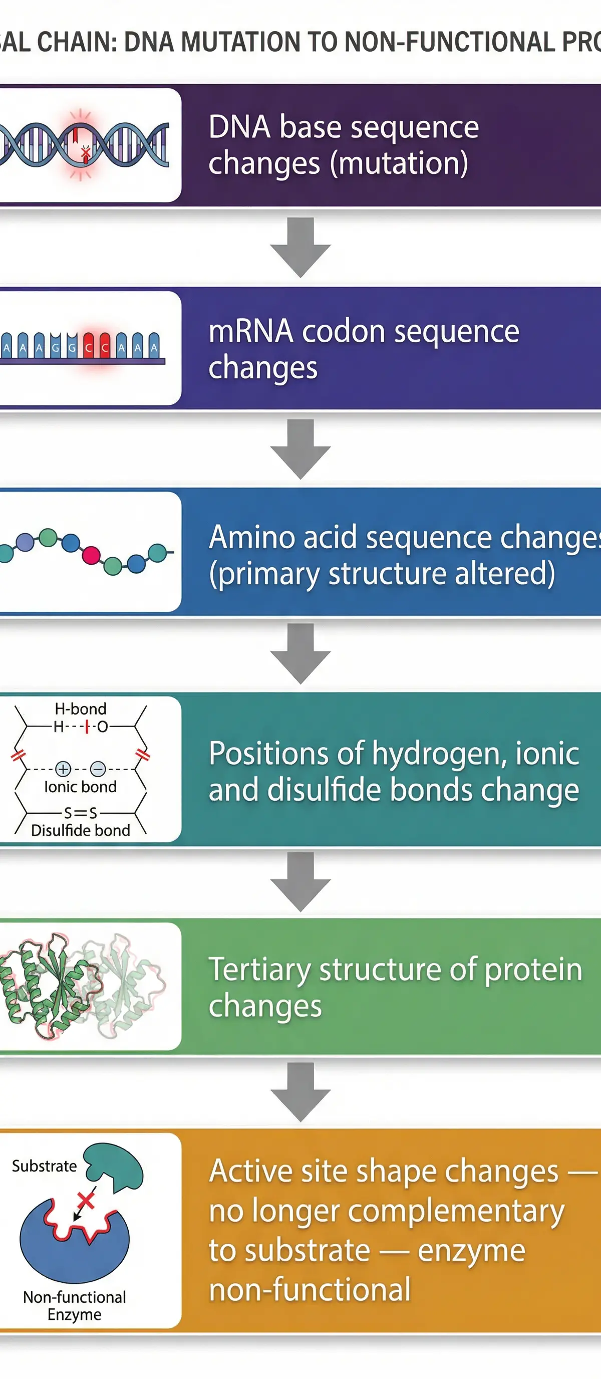 The step-by-step process from a gene mutation to a non-functional enzyme.