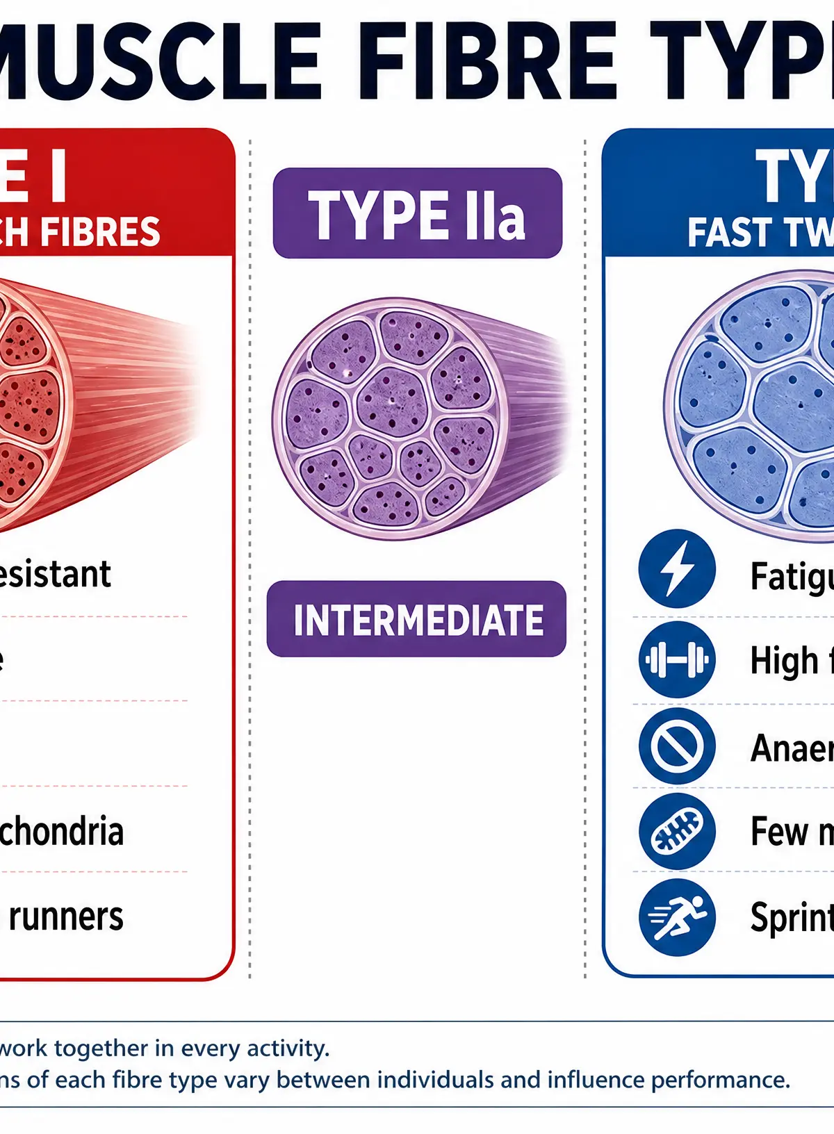Muscle Fibre Types Comparison