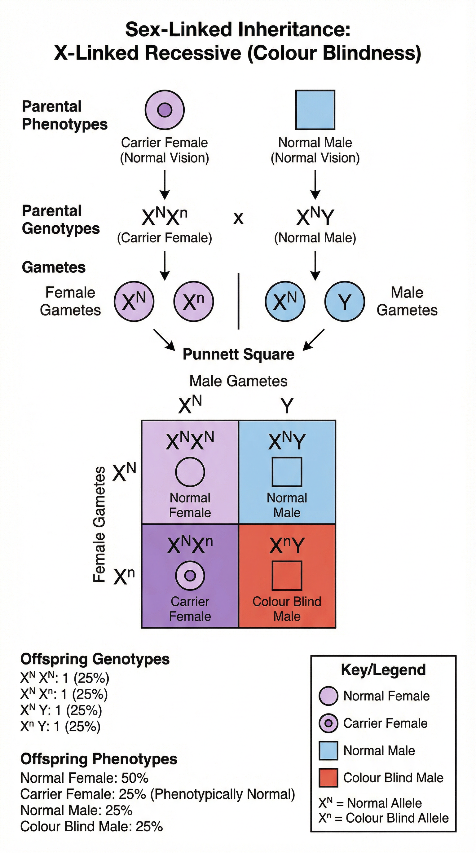 Inheritance – Biology – A-Level