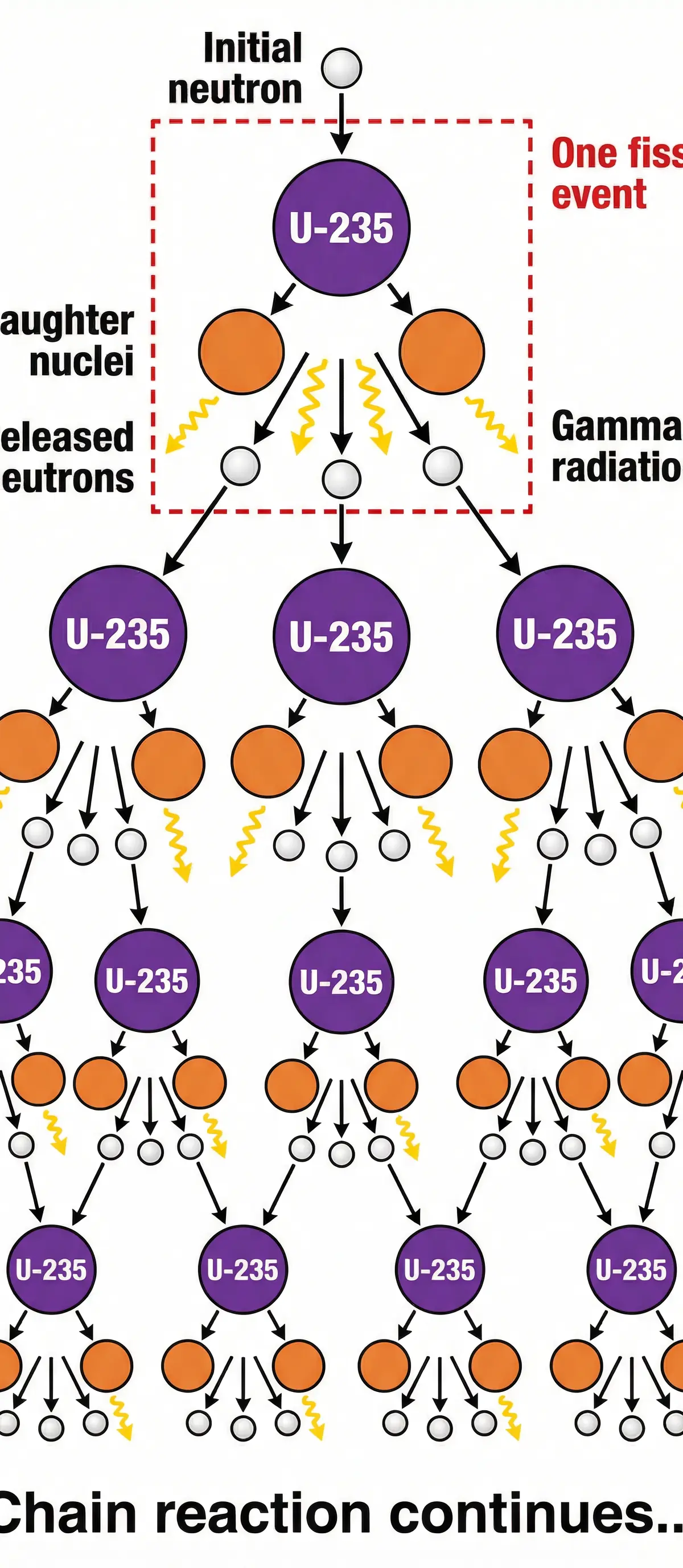 Diagram of a Nuclear Chain Reaction