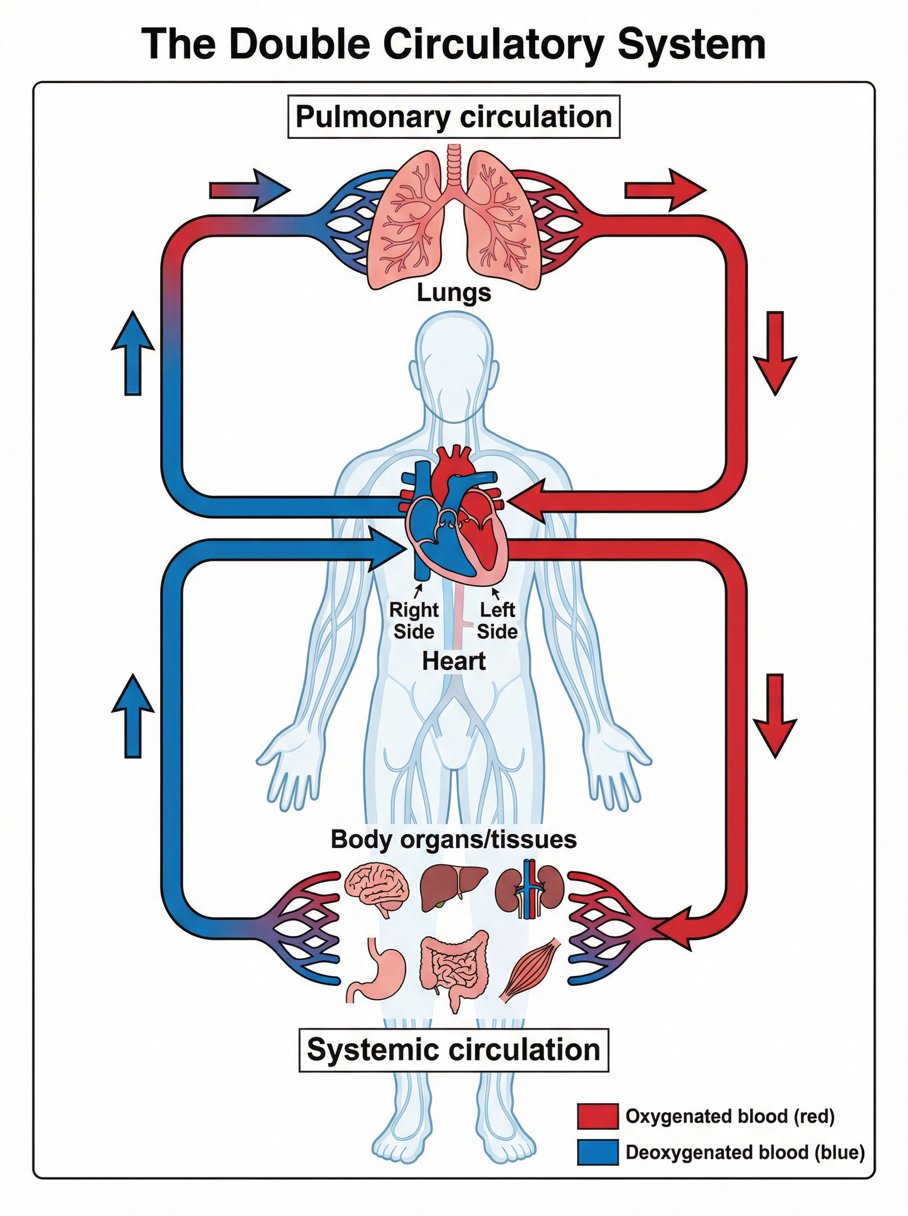 The Double Circulatory System