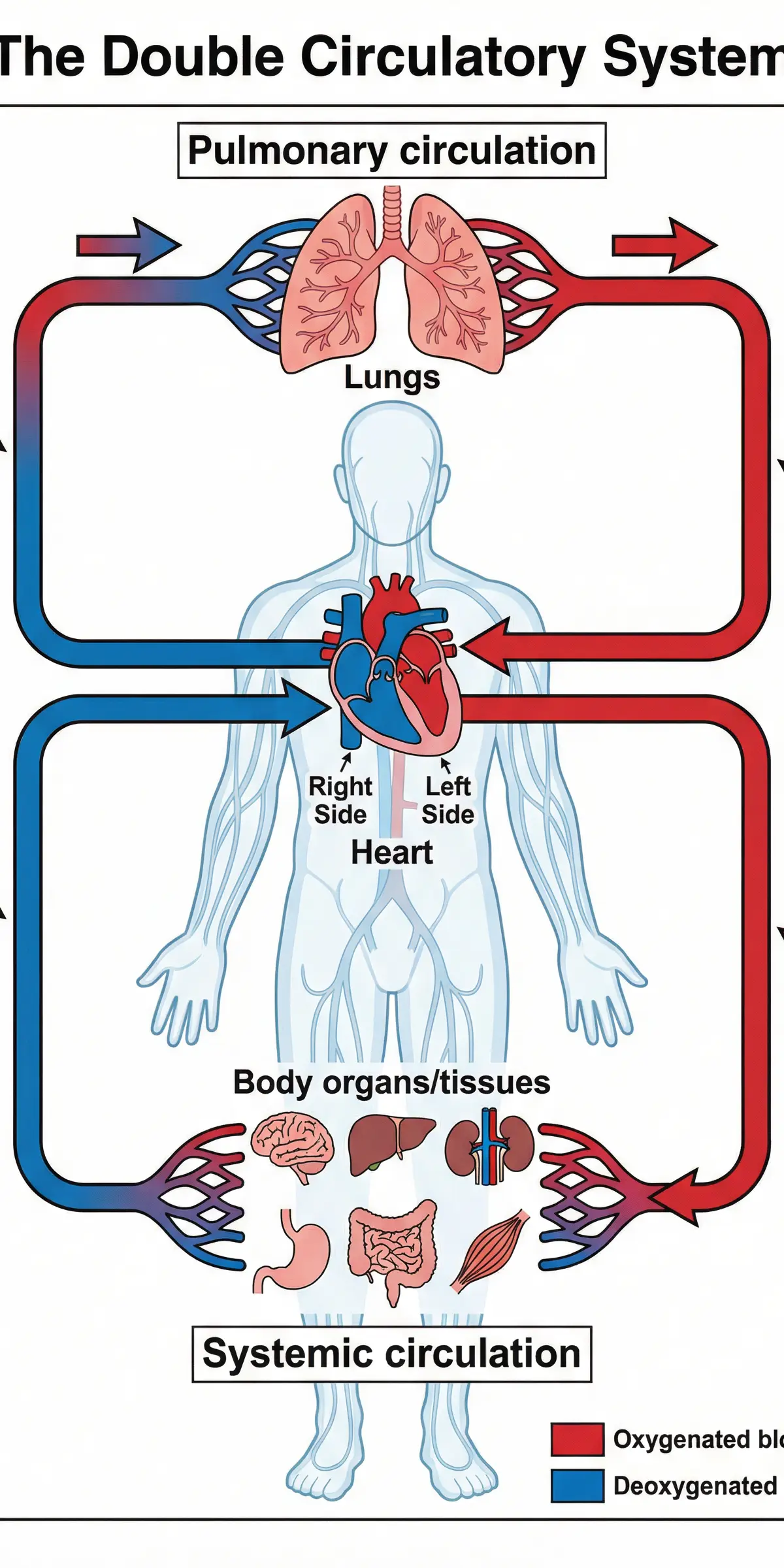 The Double Circulatory System