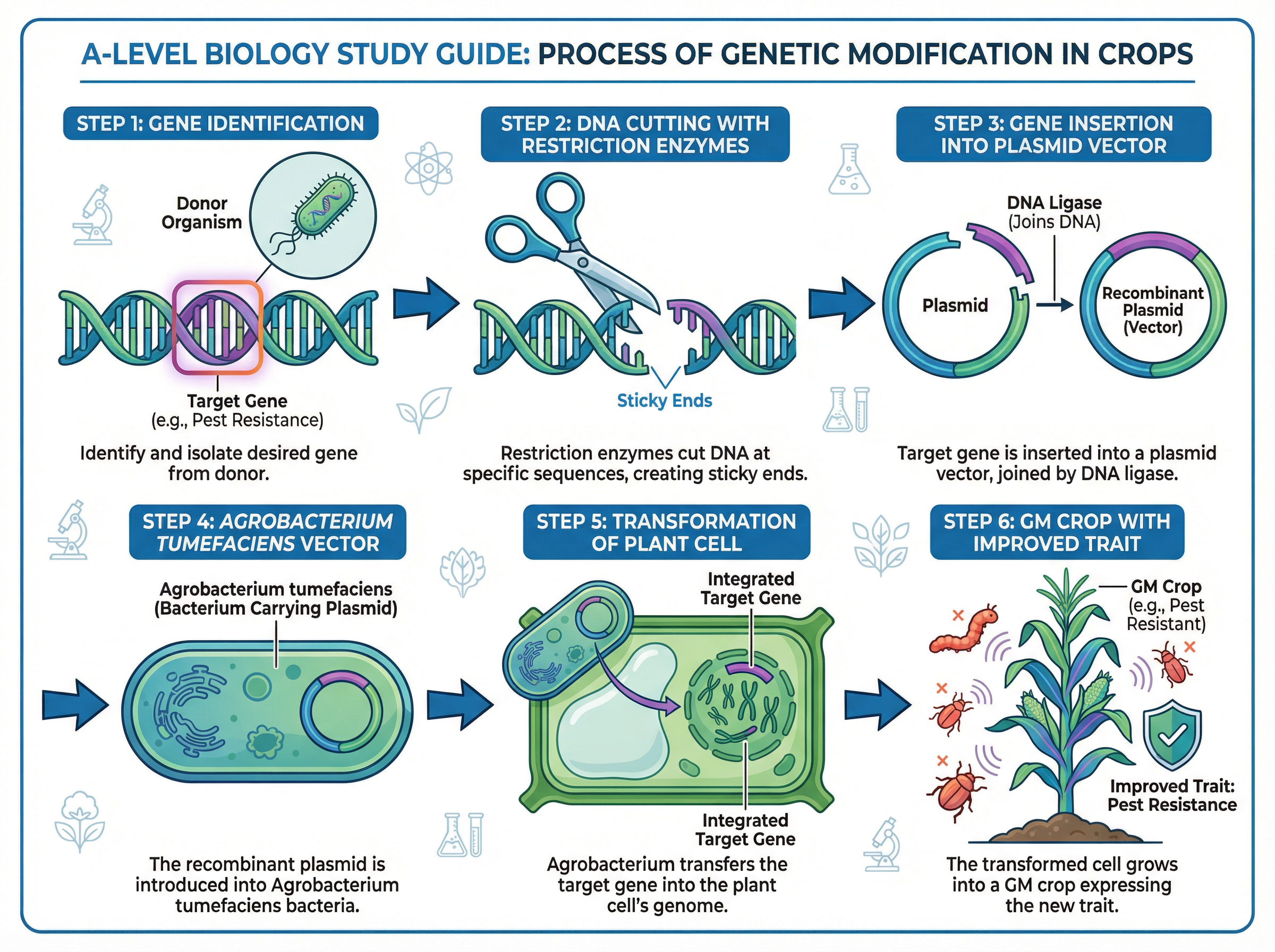 The process of genetic modification in agriculture.
