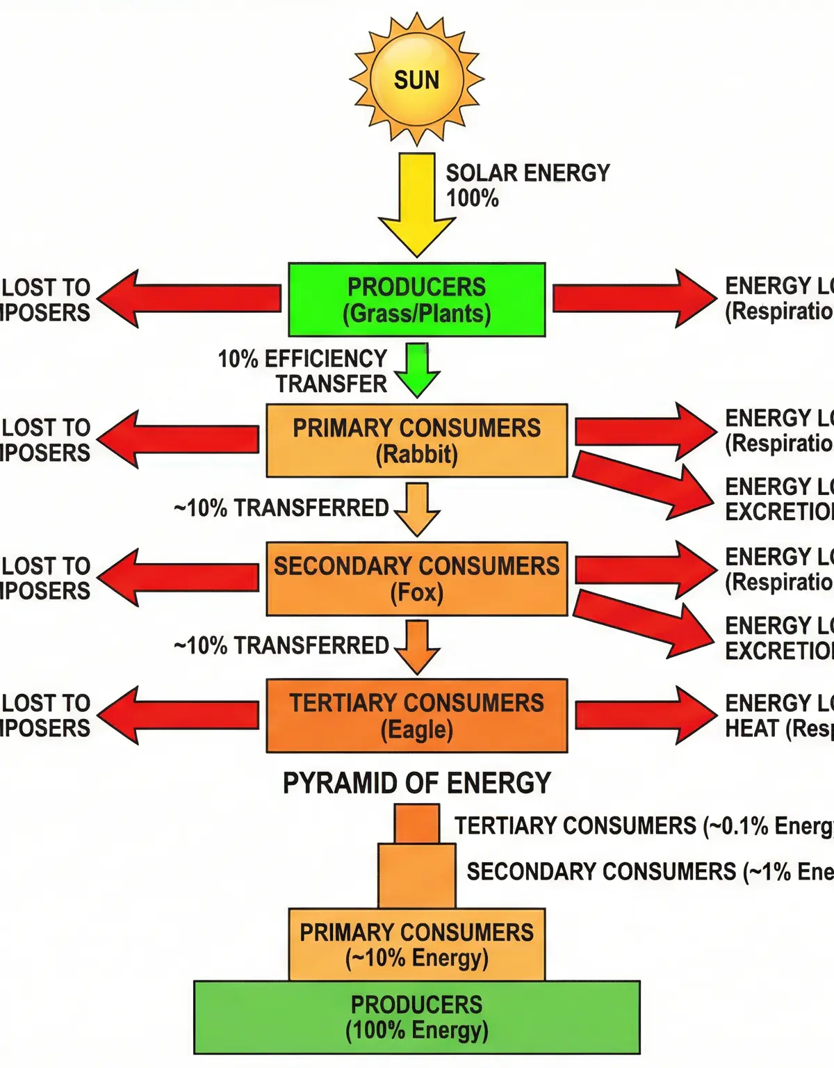 Energy Losses in a Food Chain