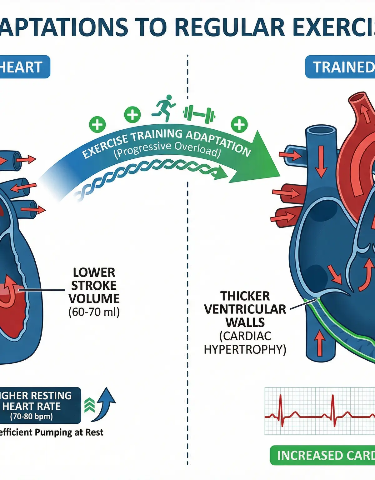 Chronic cardiac adaptations resulting from long-term exercise.
