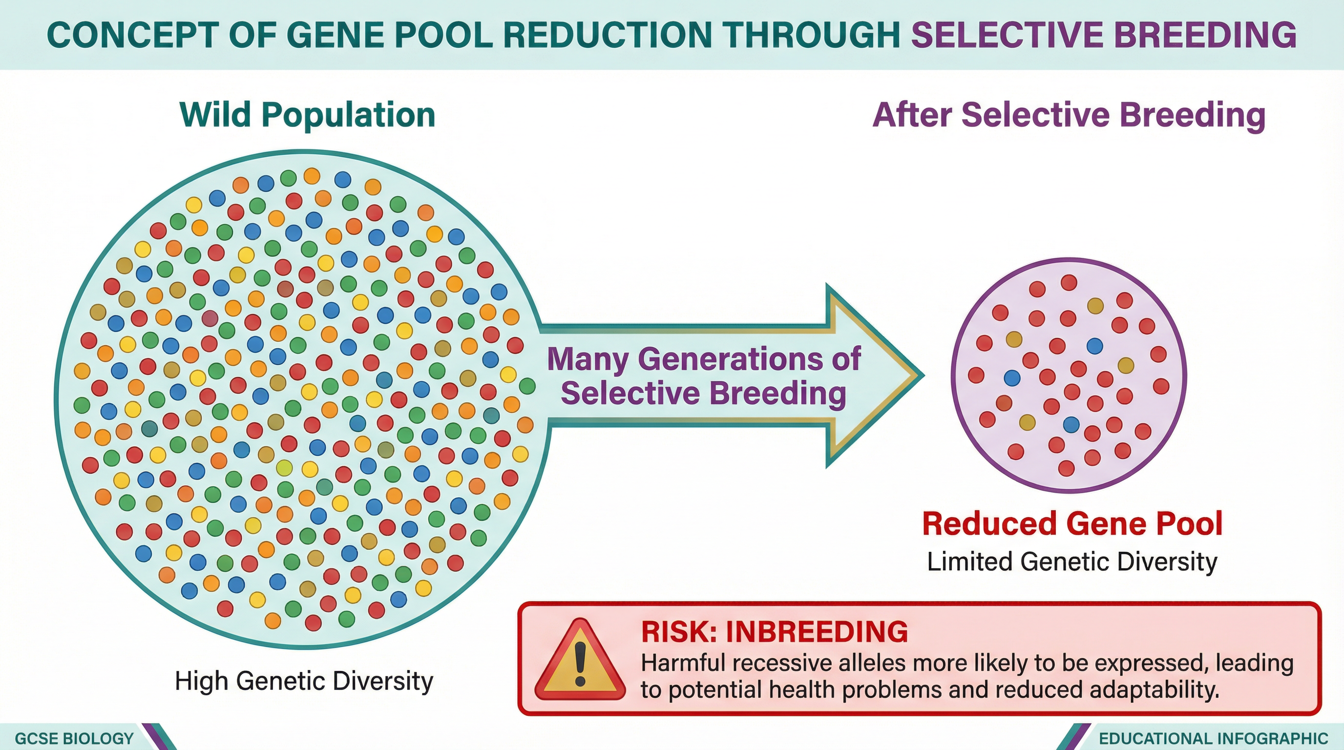 Visualisation of gene pool reduction.