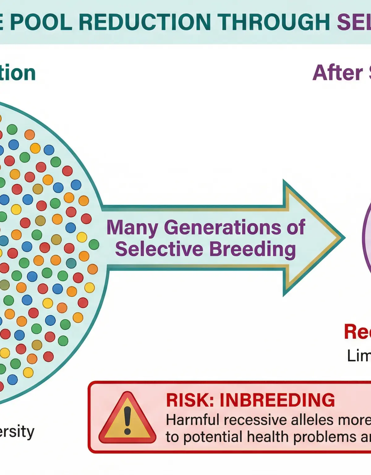 Visualisation of gene pool reduction.