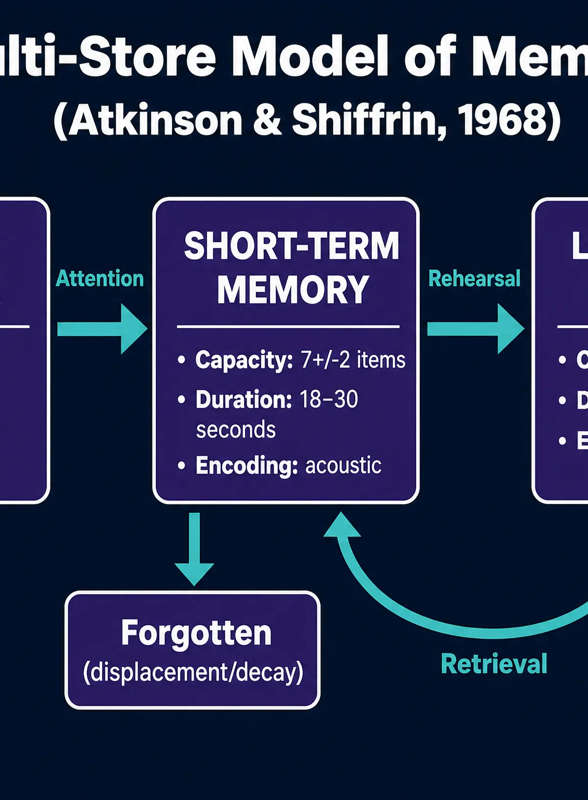 The Multi-Store Model of Memory