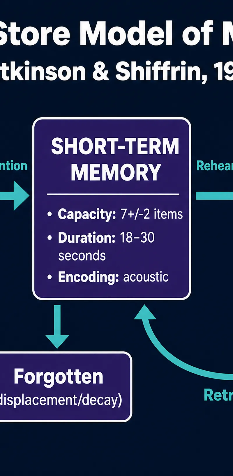 The Multi-Store Model of Memory