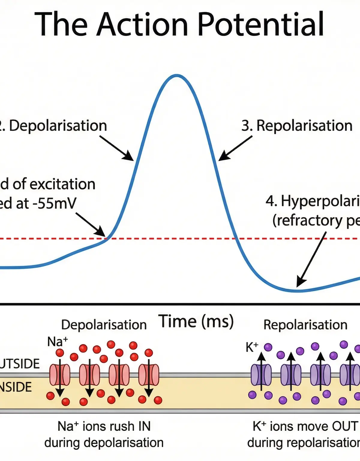 The Action Potential Graph
