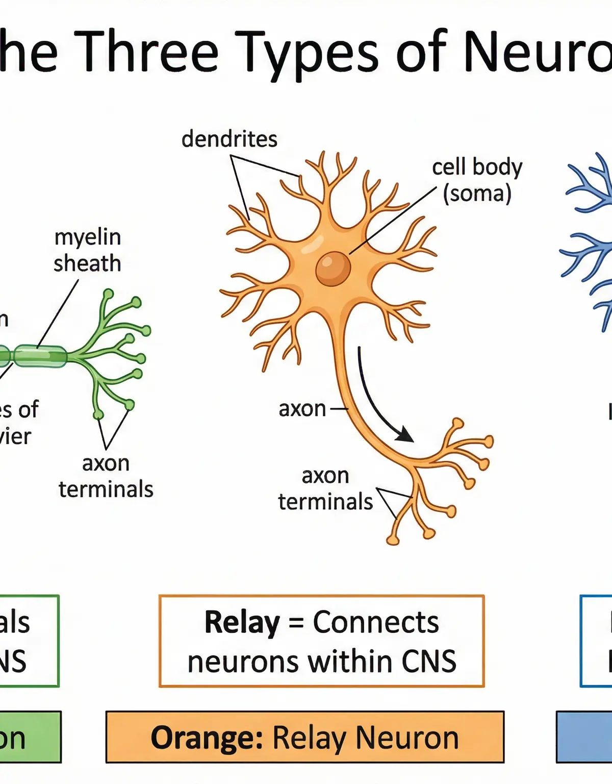 The Three Types of Neuron