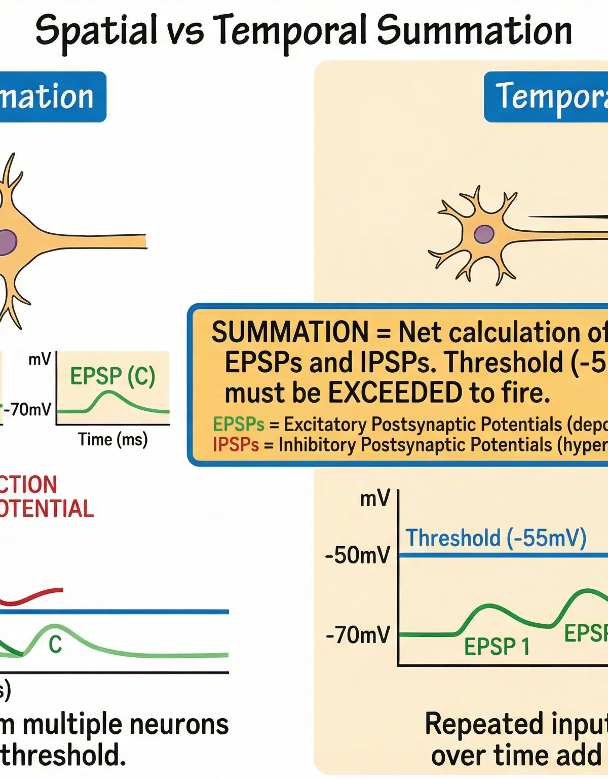 Spatial vs. Temporal Summation