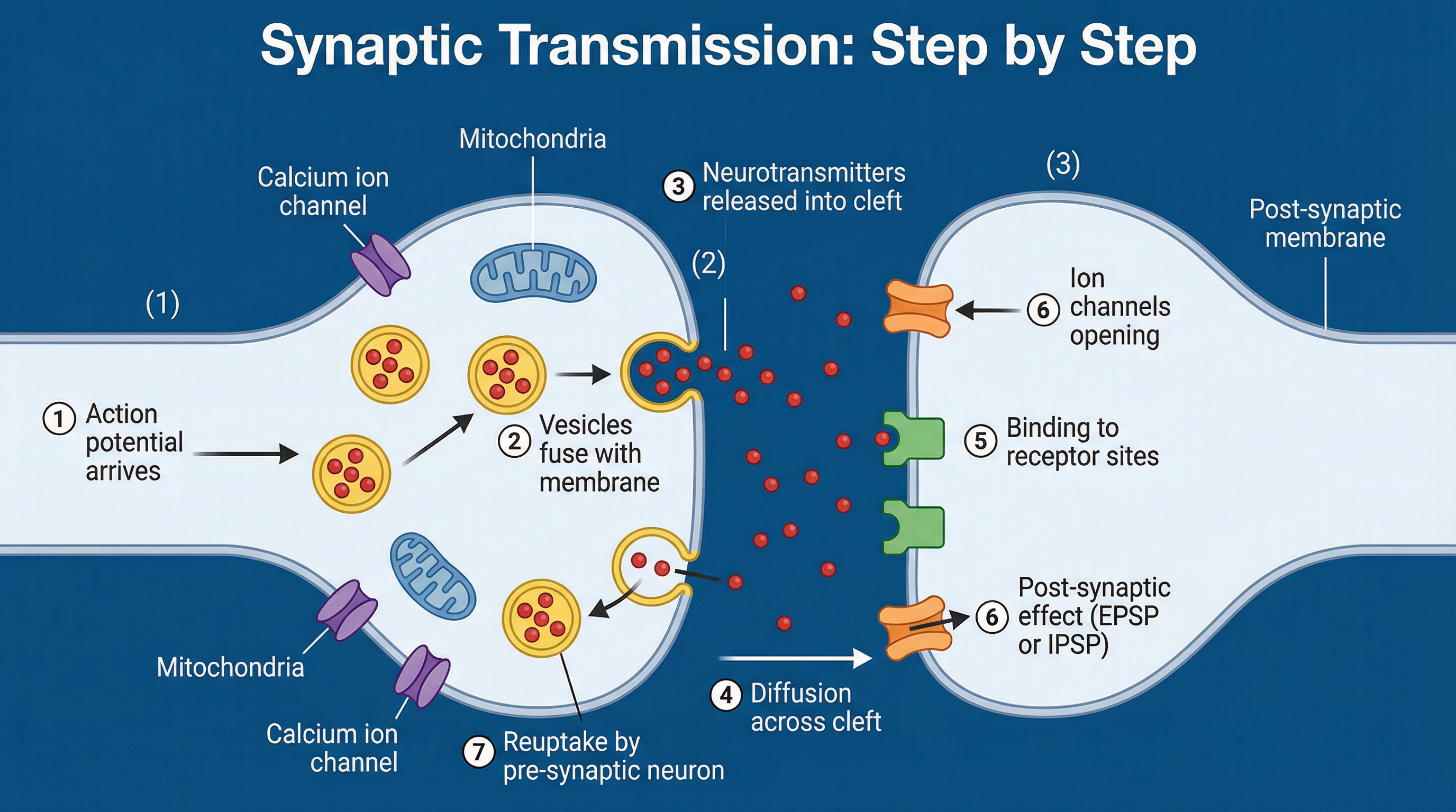 The Process of Synaptic Transmission