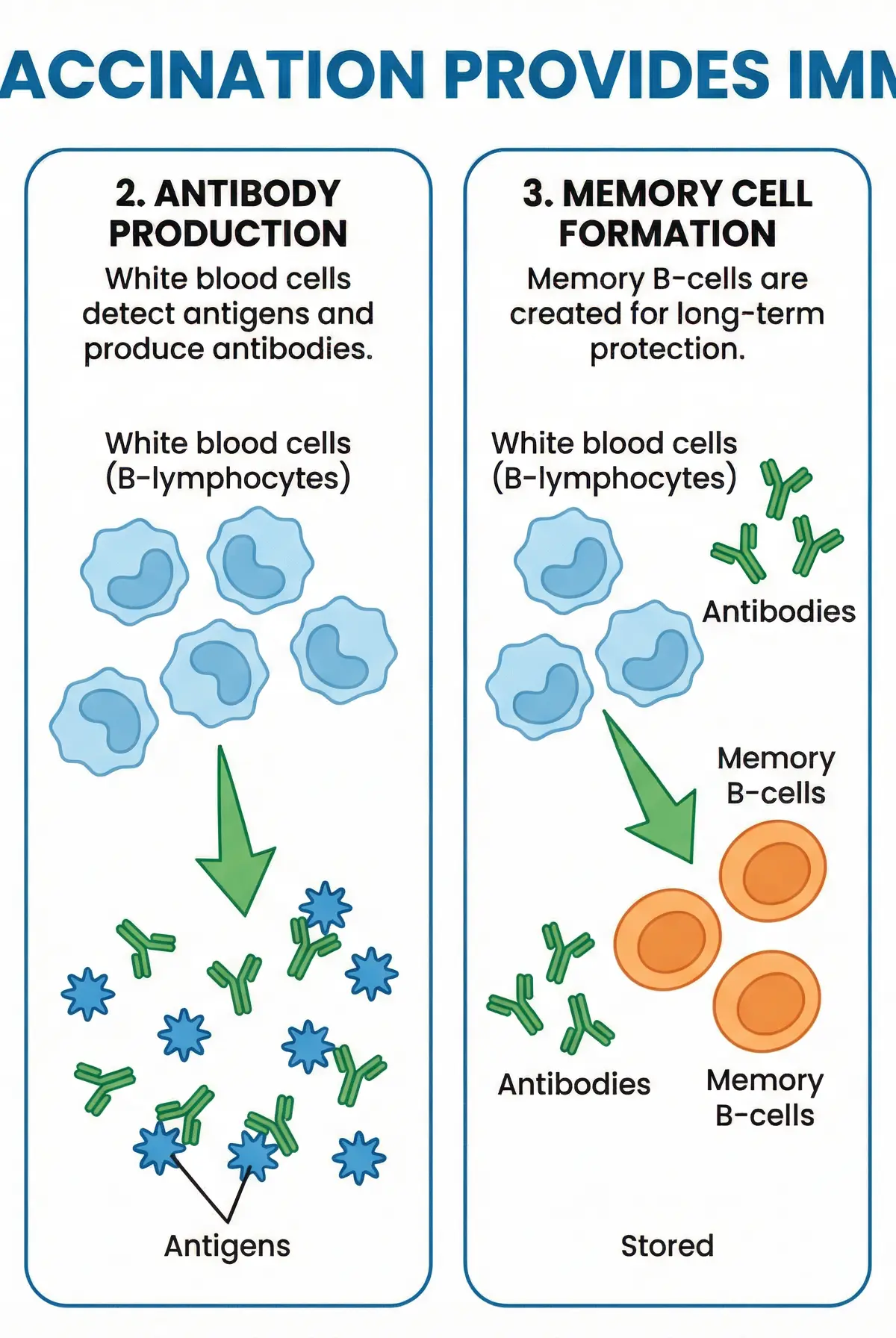 How Vaccination Provides Immunity