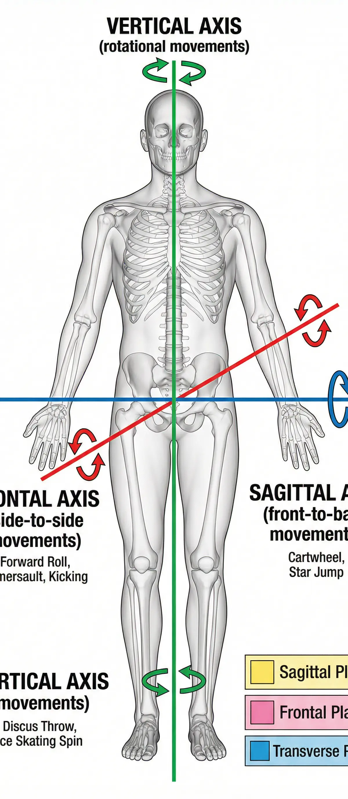 The Three Axes of Movement: Frontal, Sagittal, and Vertical.