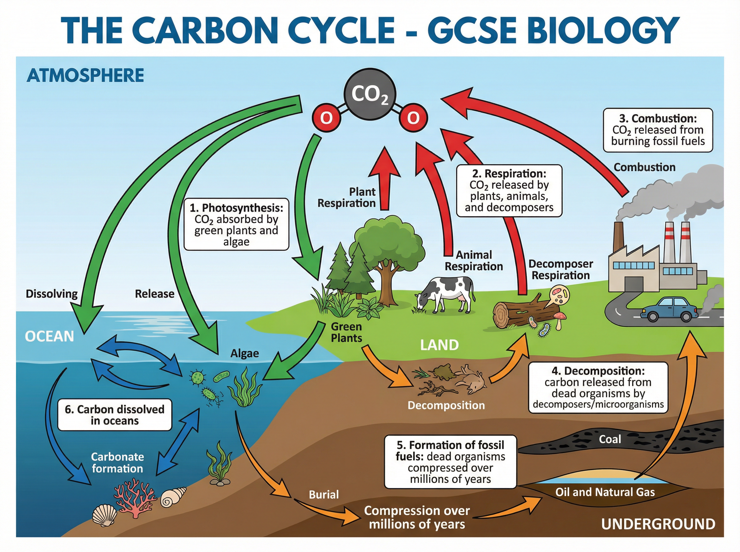 The Carbon Cycle
