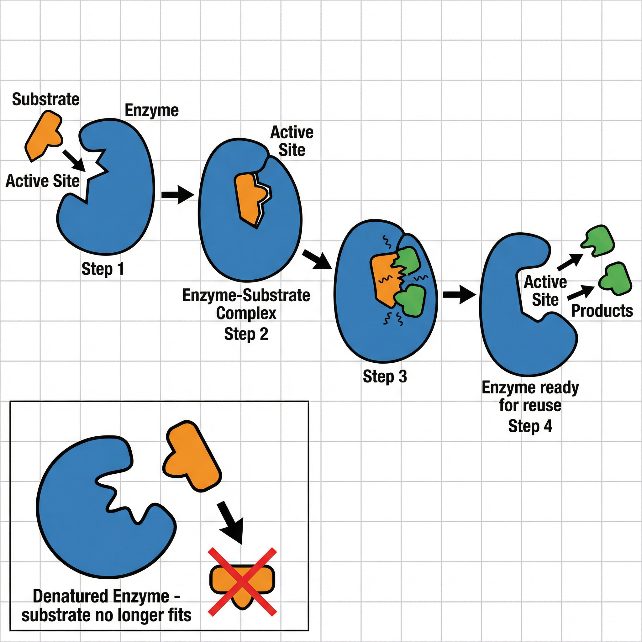 The Lock-and-Key model of enzyme action.