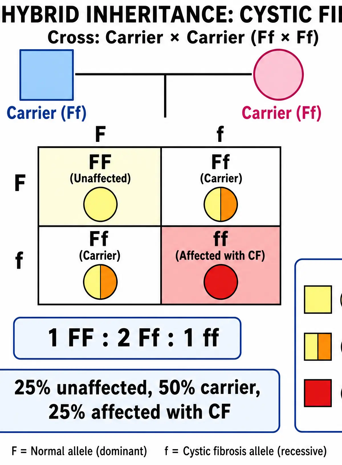 Monohybrid Inheritance of Cystic Fibrosis