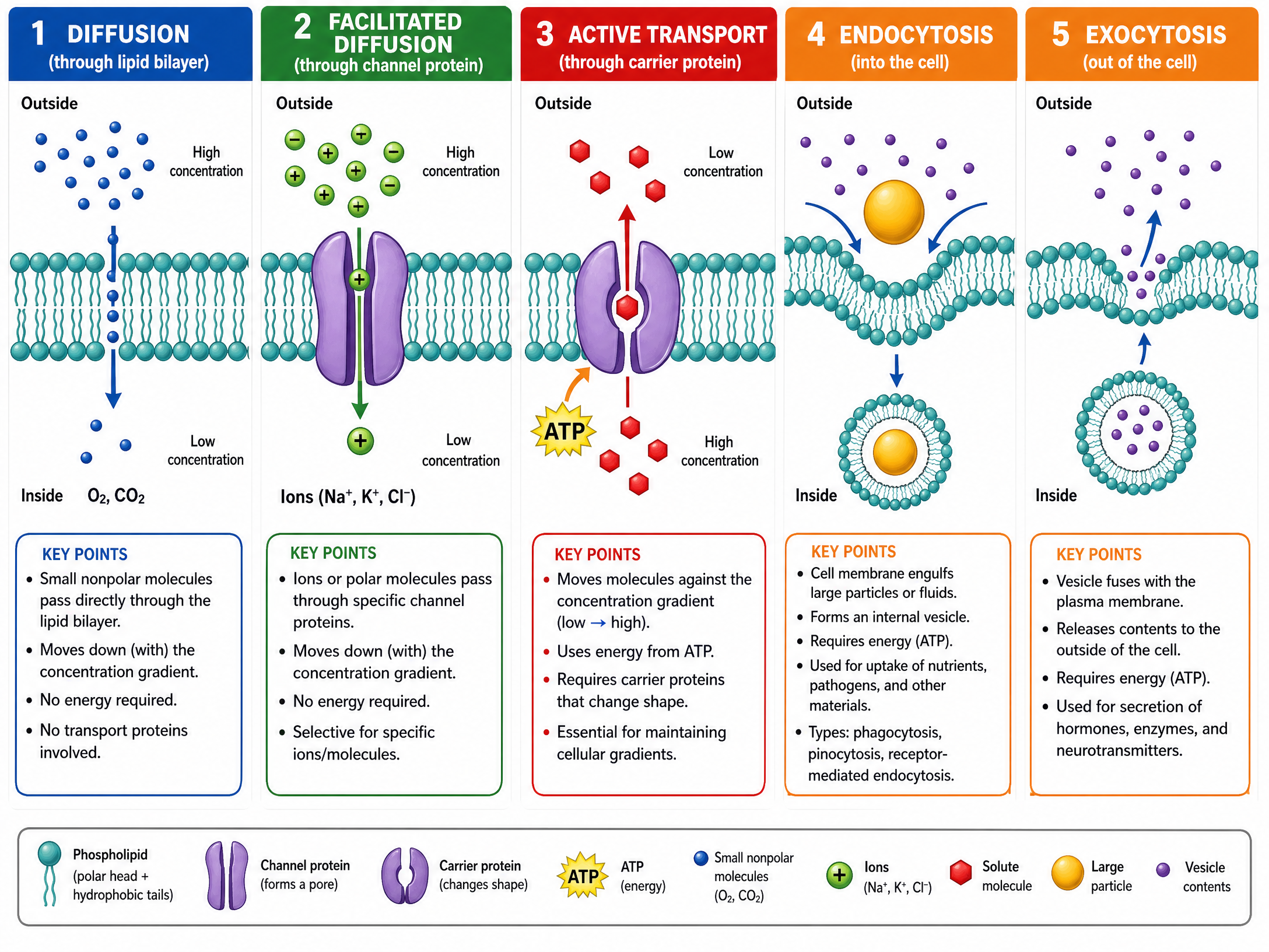Mechanisms of Membrane Transport