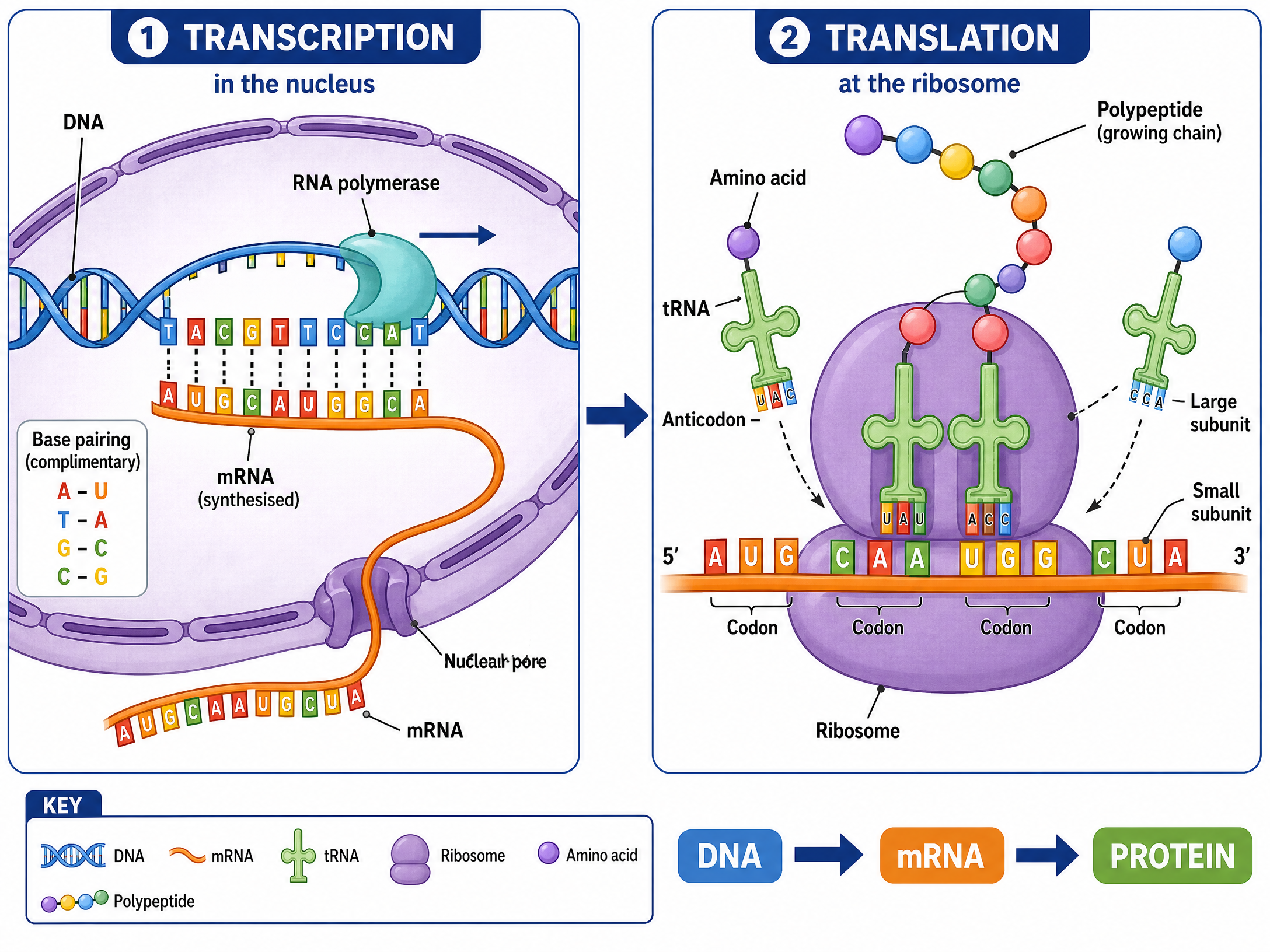 The Stages of Protein Synthesis