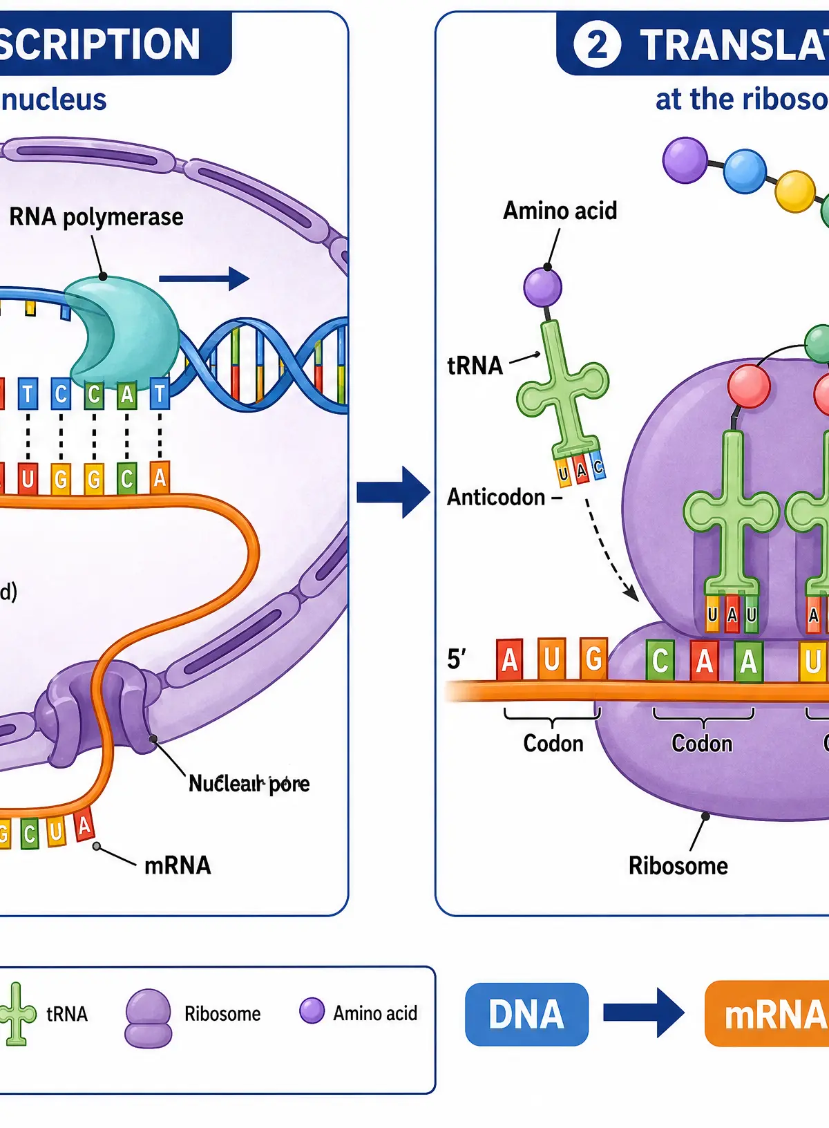 The Stages of Protein Synthesis