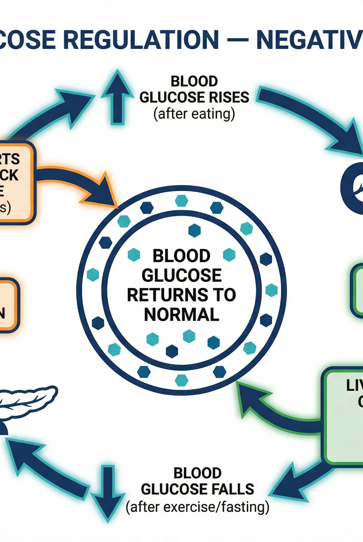 Blood Glucose Regulation via Negative Feedback