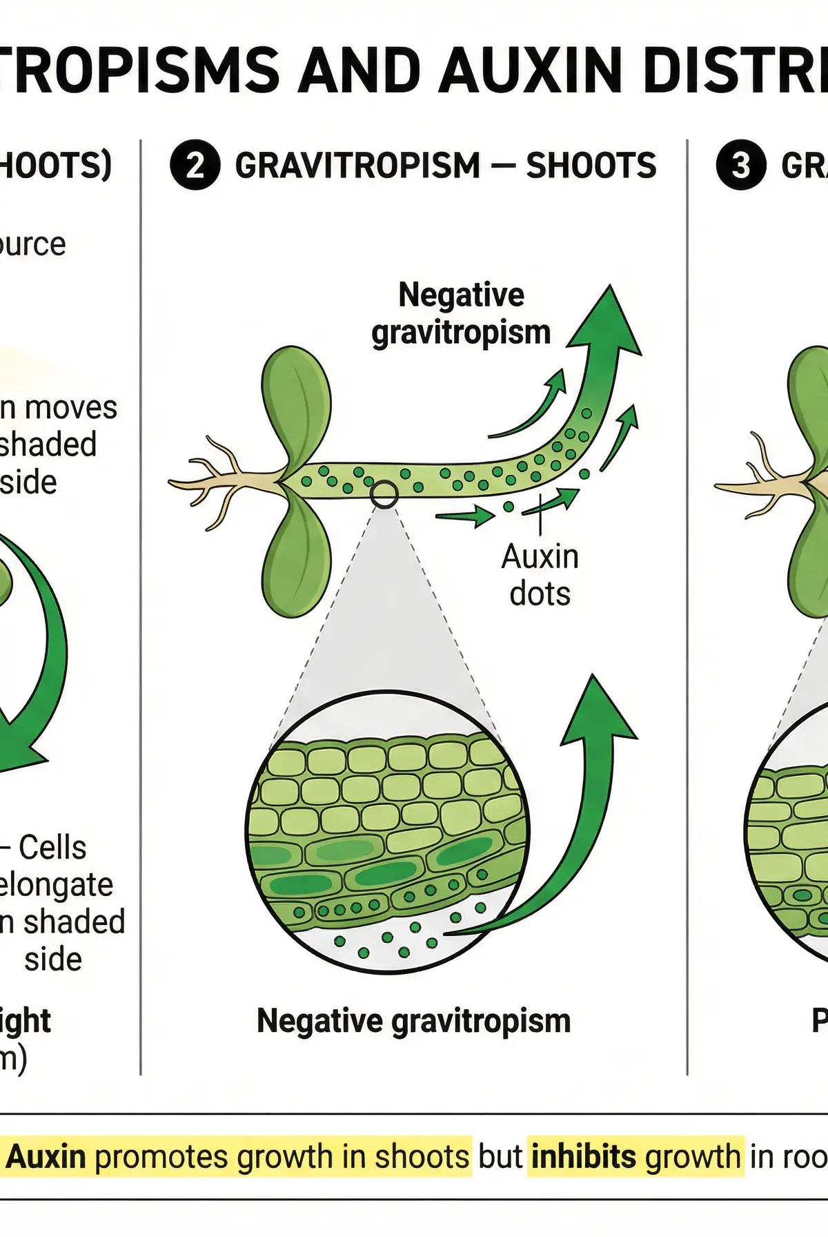 Plant Tropisms and Auxin Distribution