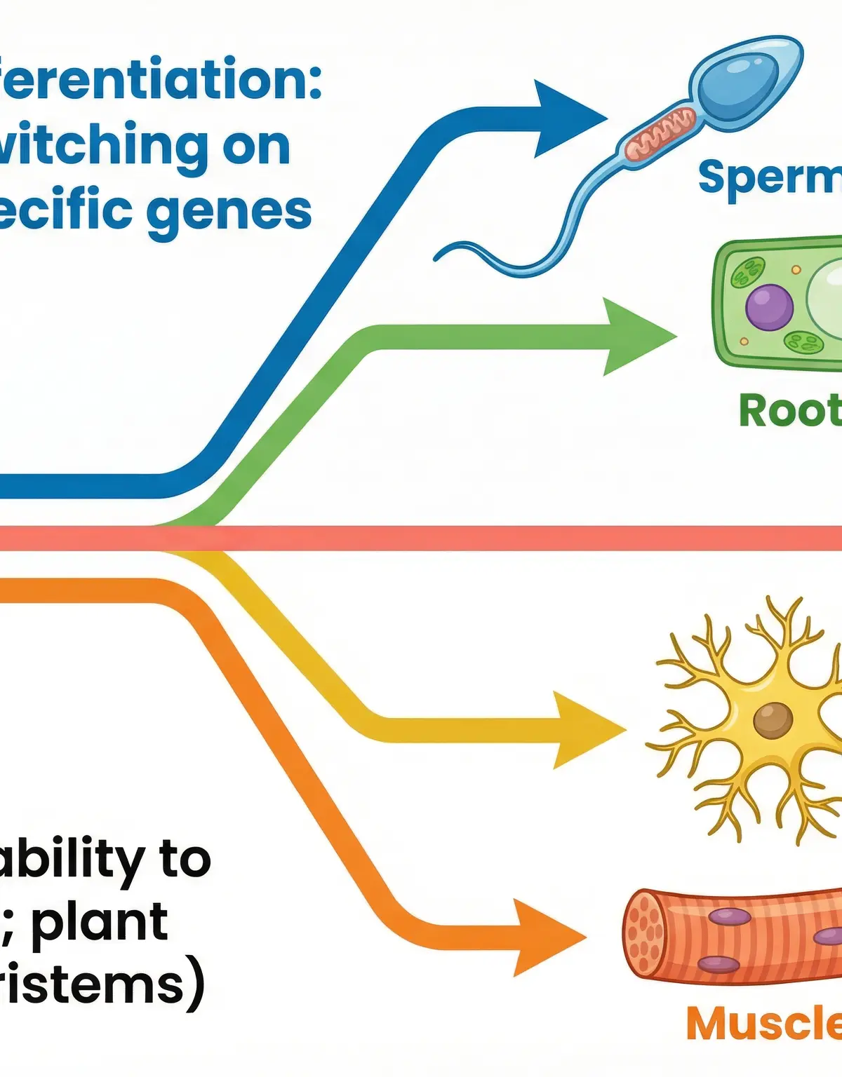 The process of cell differentiation.