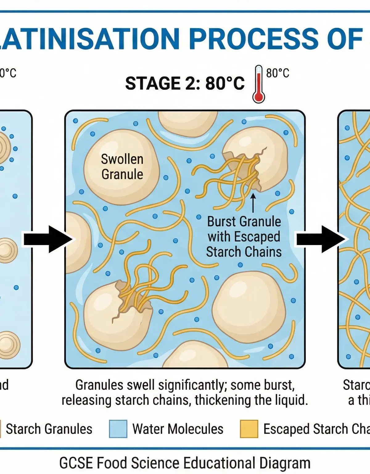 Functional and chemical properties of ingredients – Food Preparation and Nutrition – GCSE