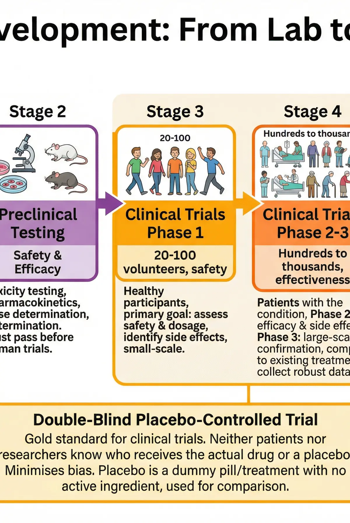 The Stages of Drug Development